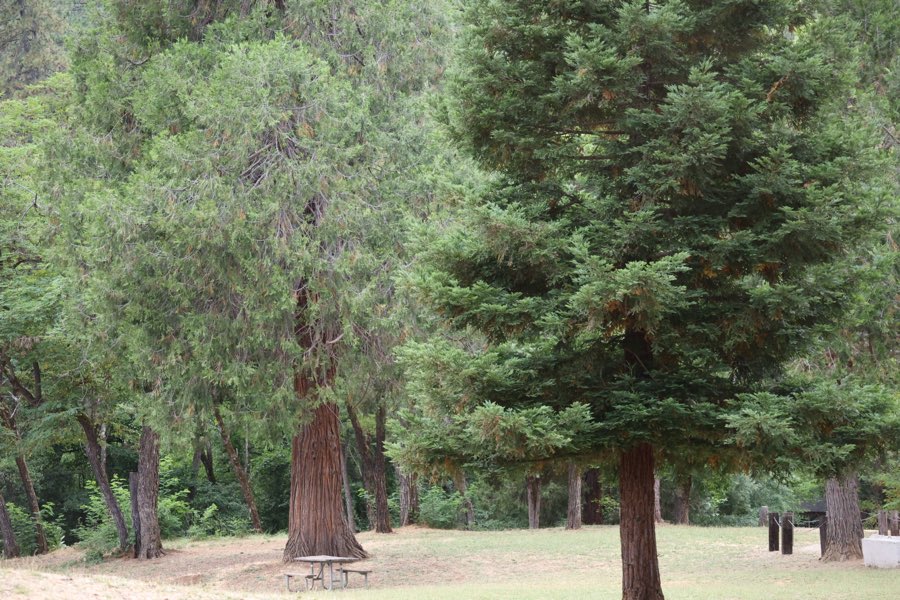 Tall redwood trees shading a picnic table on the green