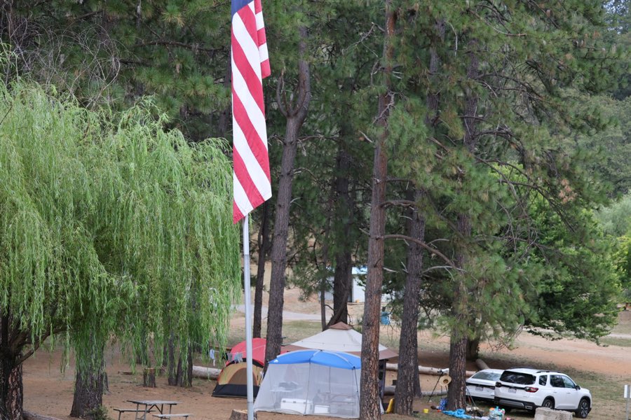 Tents and a screen shelter tucked among tall pine trees