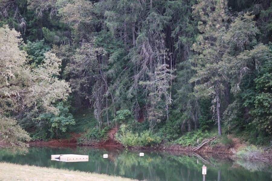 A floating swim dock on a still cove surrounded by dense forest