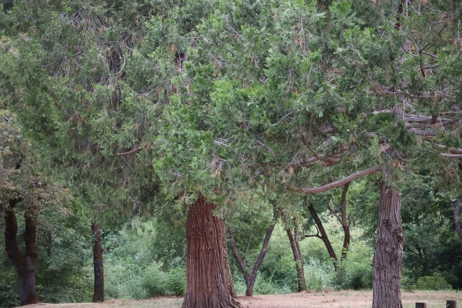 The trunk and canopy of a large redwood tree on the campground green