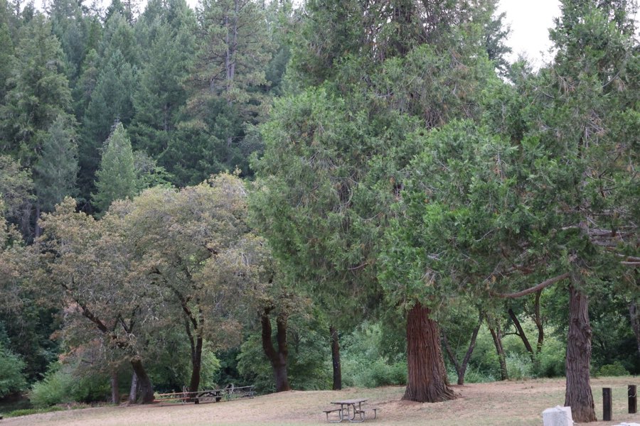 A shady campground clearing with picnic tables beneath tall pines and oaks
