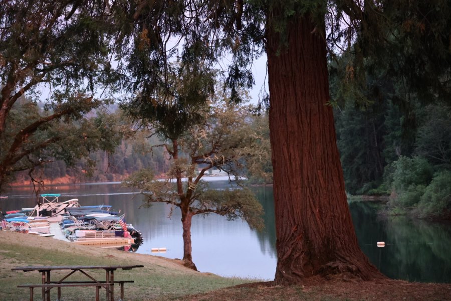A large redwood trunk next to a picnic table at the edge of a calm lake