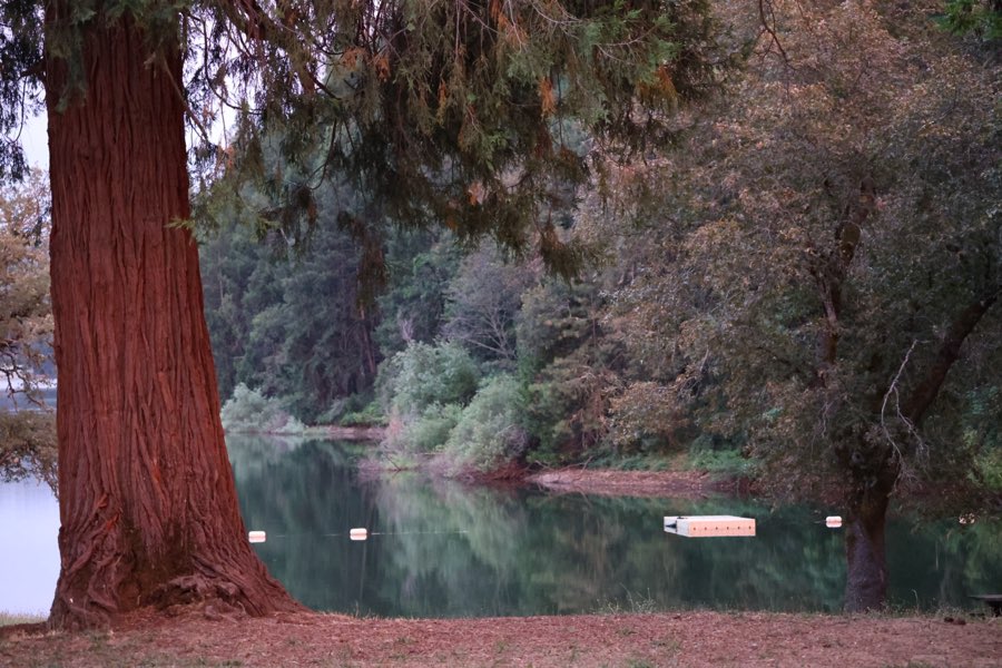 Redwood trunks framing a still lake cove marked with a line of swim buoys