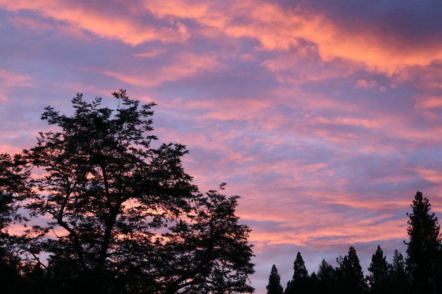 Vivid pink and purple sunset clouds behind silhouetted trees