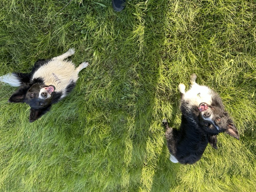 Two black-and-white border collies lying in green grass looking up at the camera
