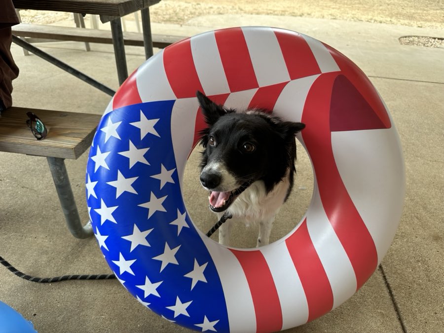 A border collie looking through a stars-and-stripes inflatable ring