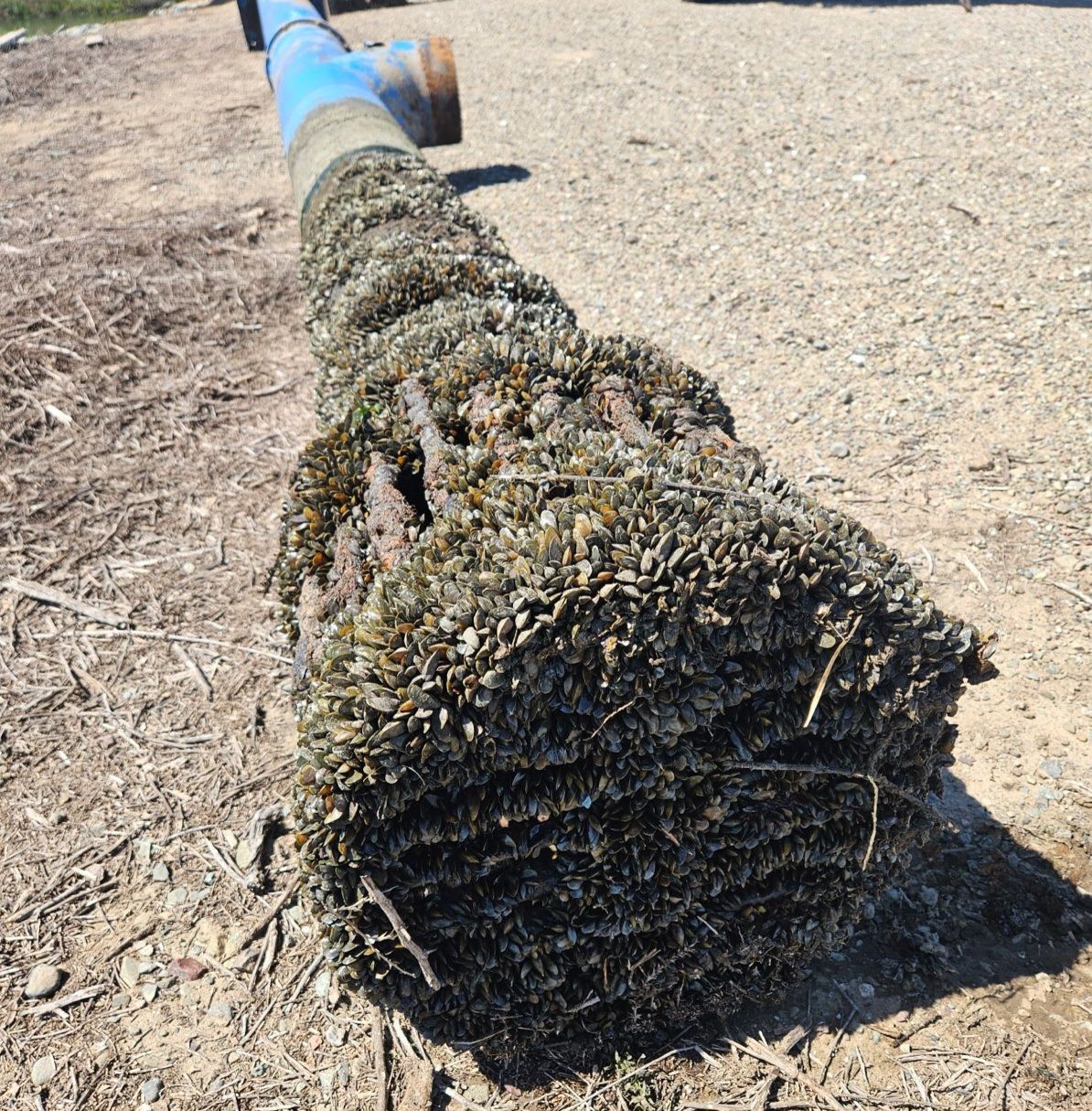 A pipe pulled from infested water, completely encrusted with golden mussels