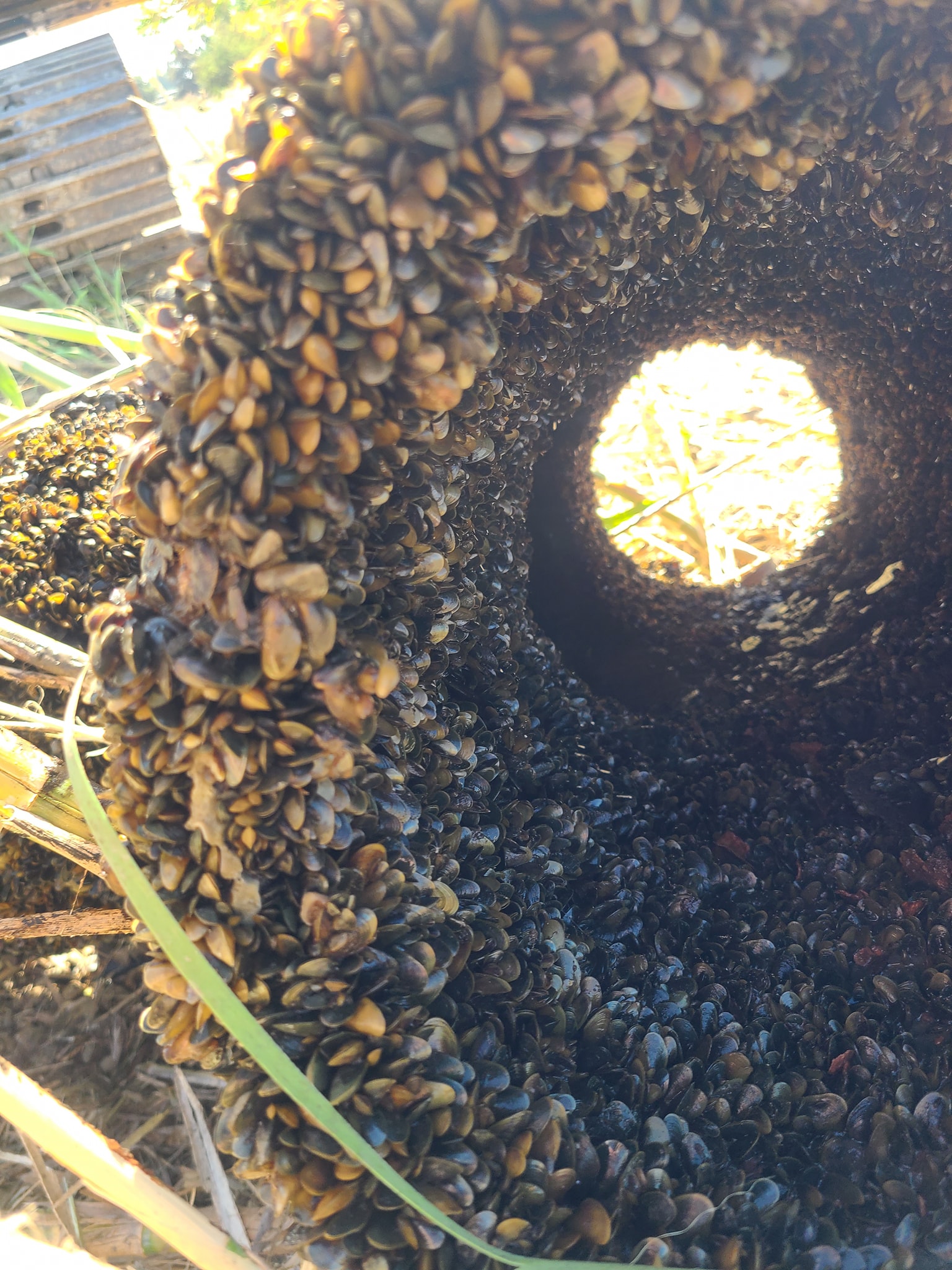 Golden mussels packed inside and around a pipe opening