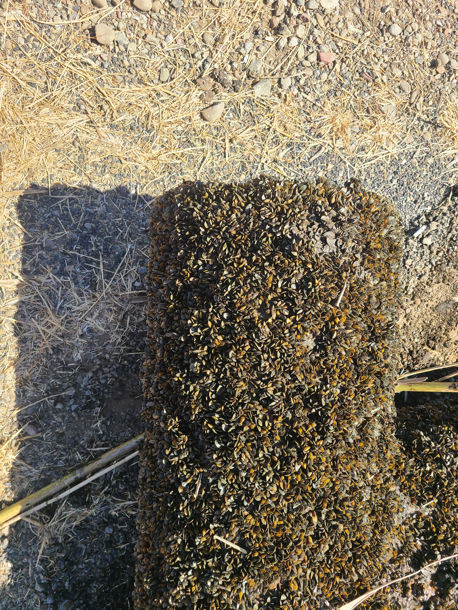 The end of a pipe completely coated in golden mussels